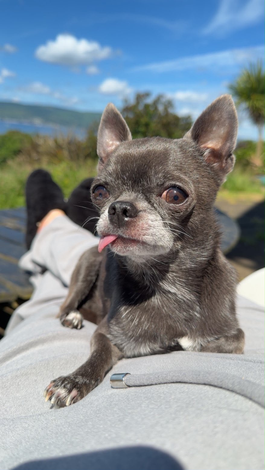 Buster relaxing at home