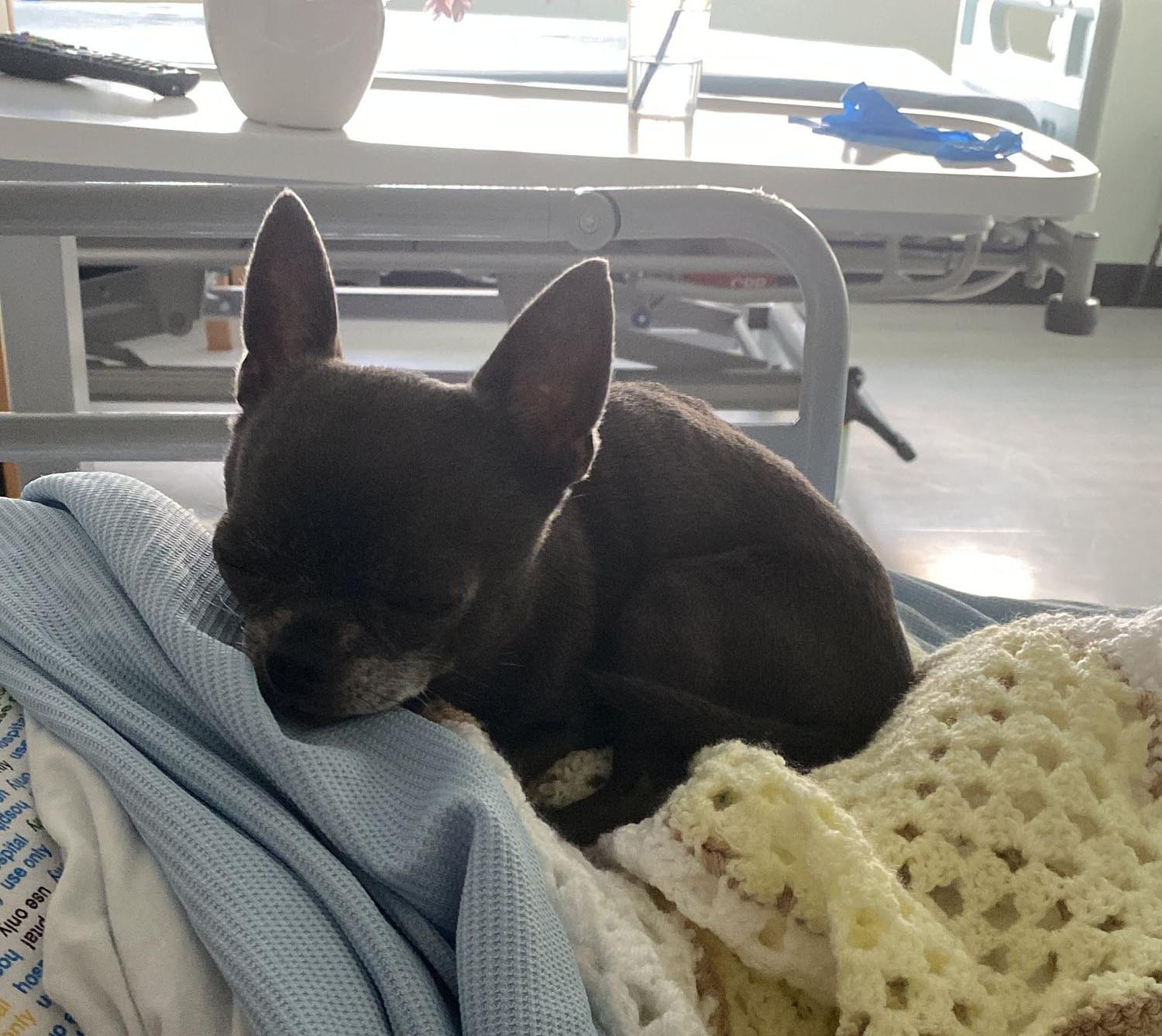 Buster, Ali's chihuahua therapy dog
