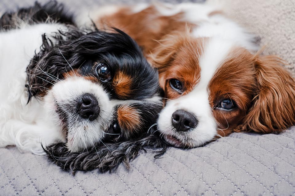 Pet bereavement counselling support